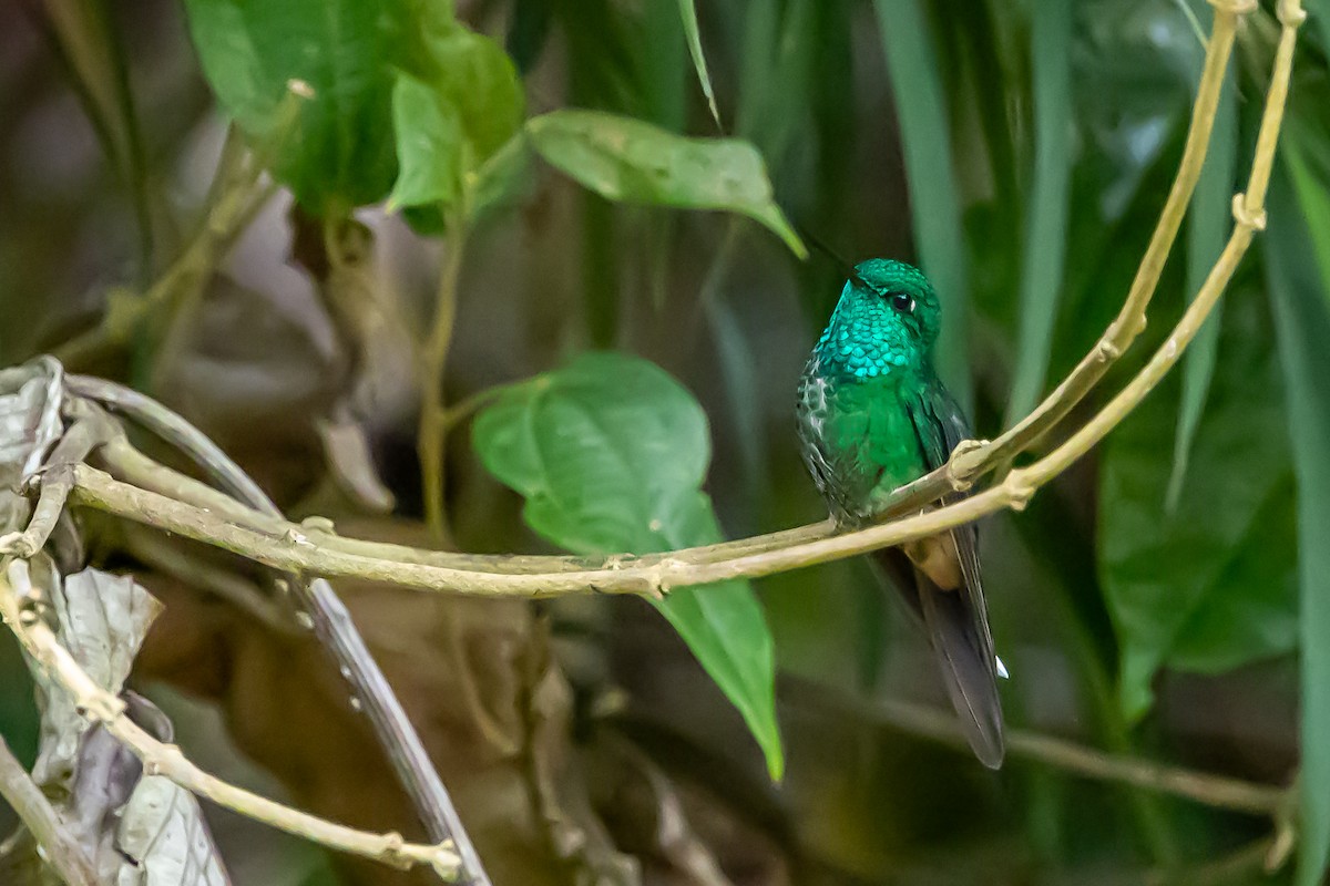 Rufous-vented Whitetip - ML636392443