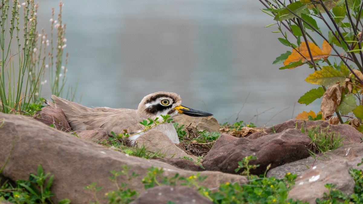 Great Thick-knee - ML636392445