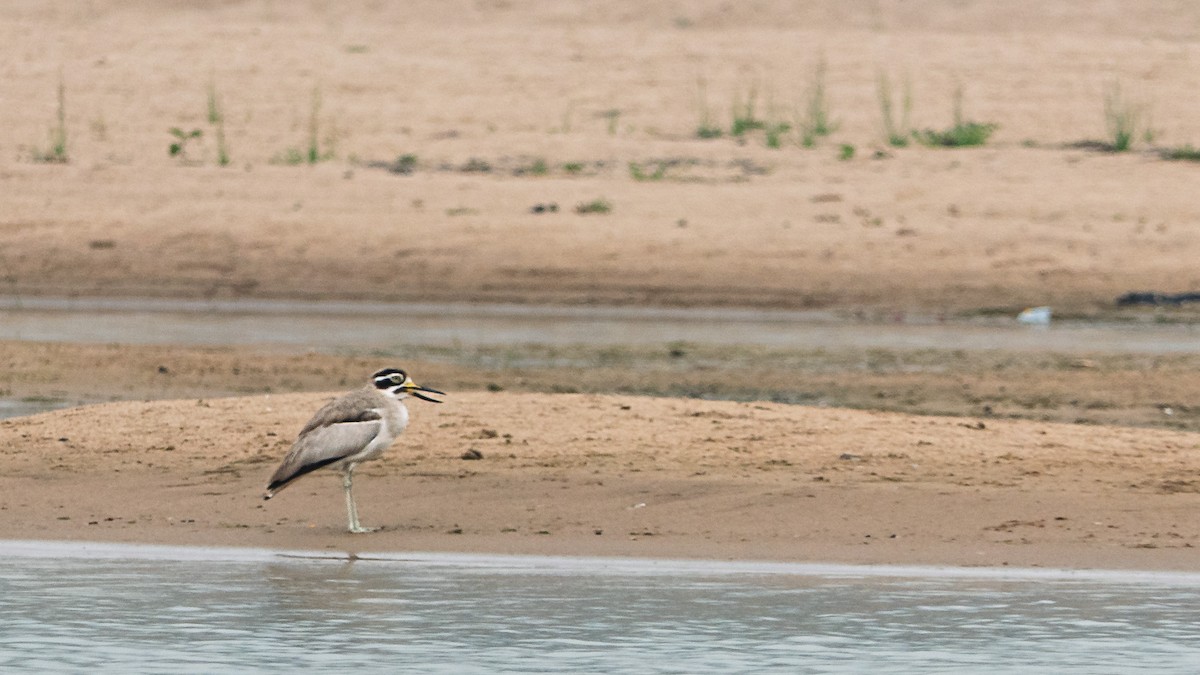 Great Thick-knee - ML636392446