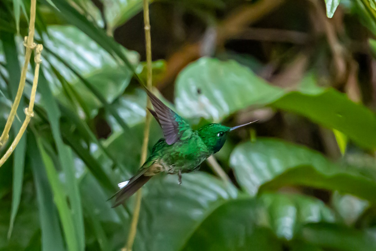 Rufous-vented Whitetip - ML636392447