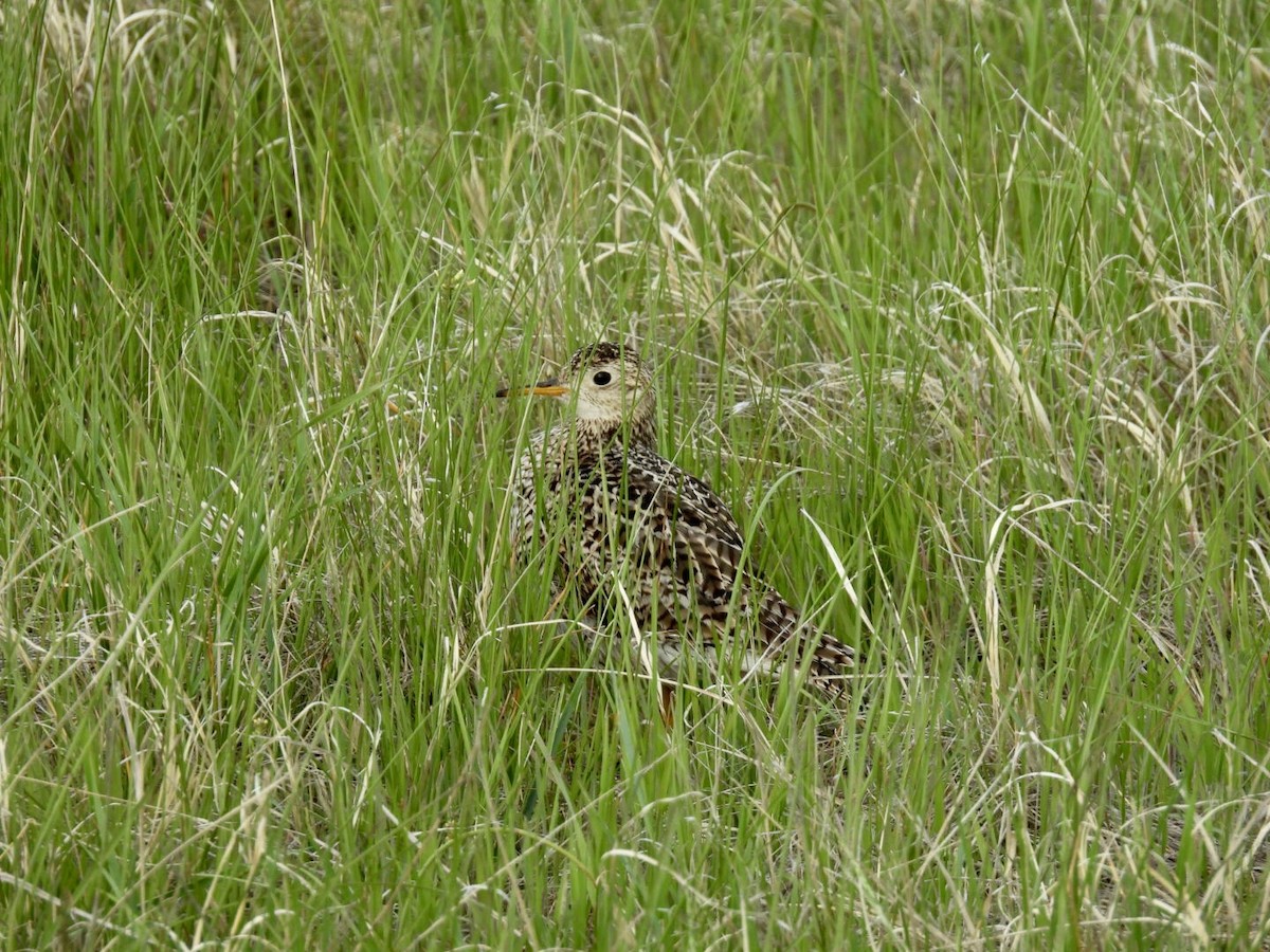 Upland Sandpiper - ML636392450