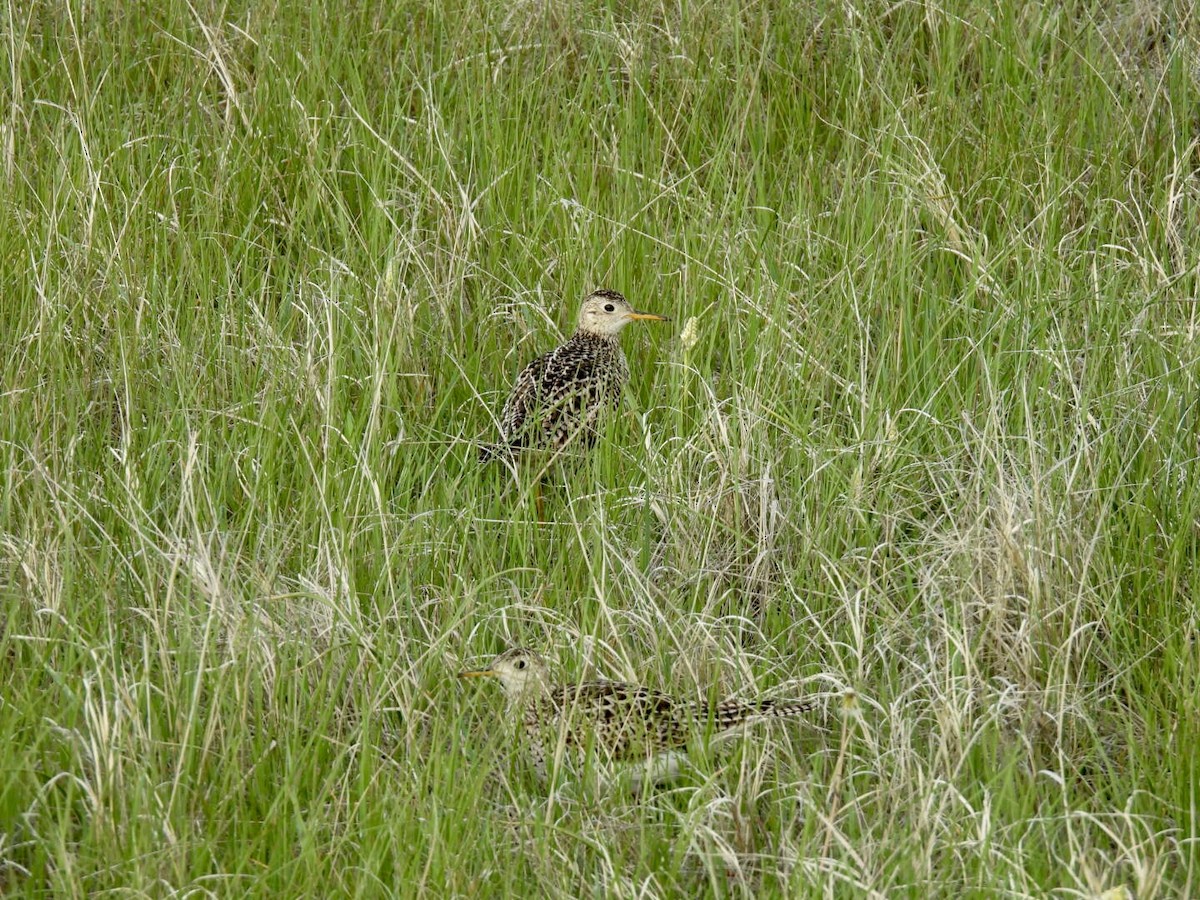 Upland Sandpiper - ML636392452