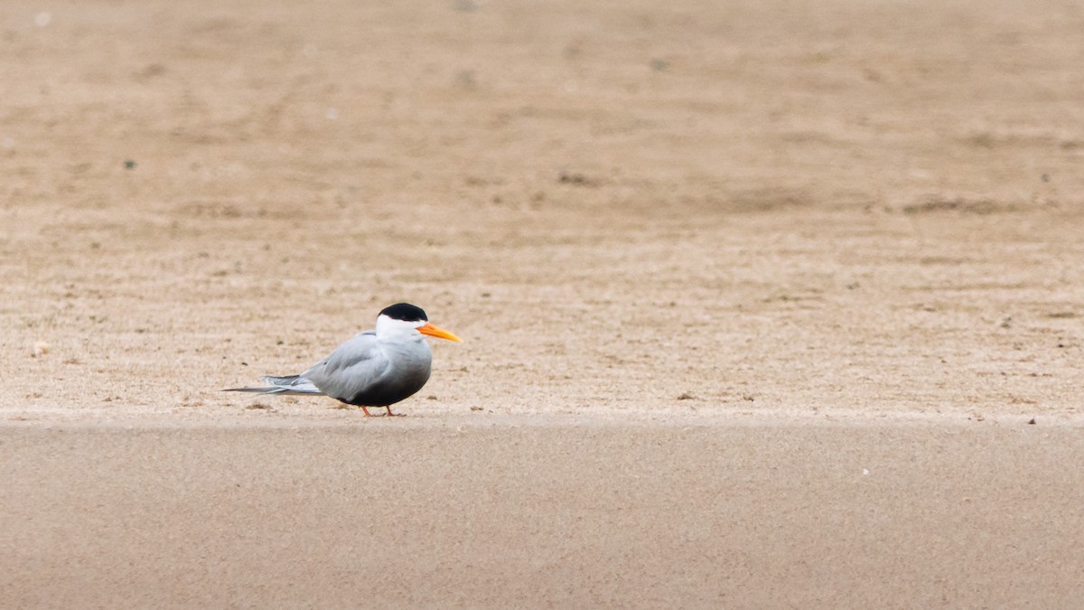 Black-bellied Tern - ML636392455