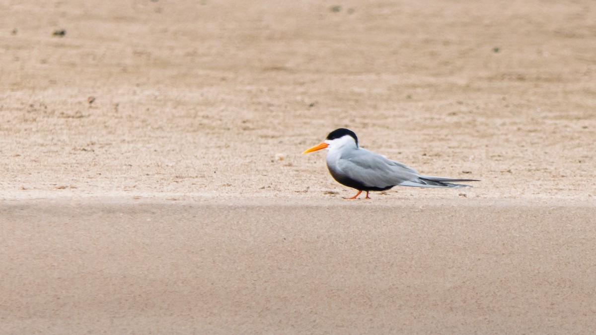 Black-bellied Tern - ML636392456