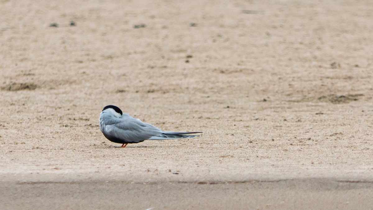 Black-bellied Tern - ML636392457