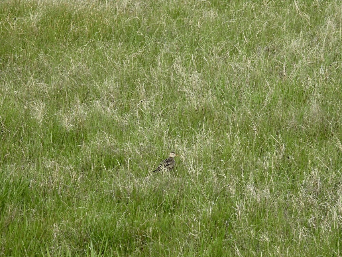 Upland Sandpiper - ML636392464