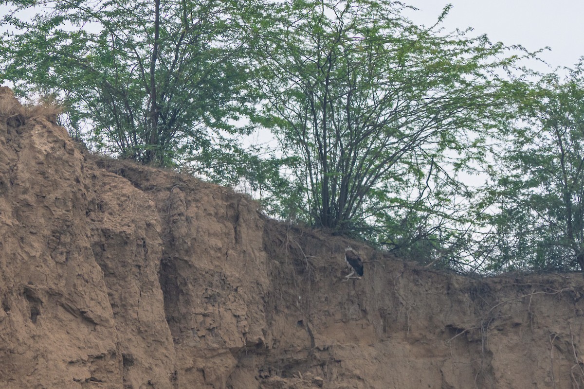 Bonelli arranoa - ML636392493