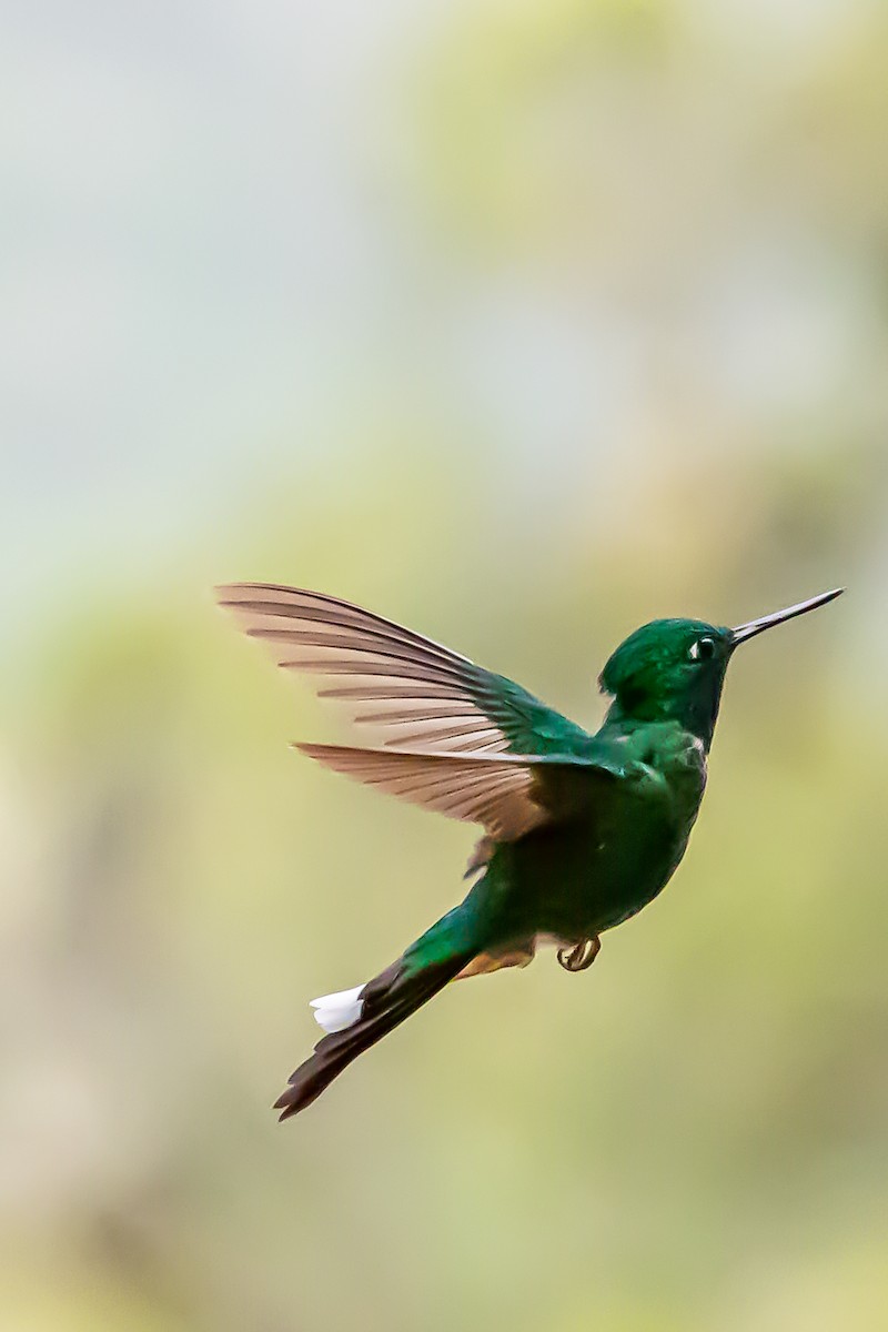 Rufous-vented Whitetip - ML636392527