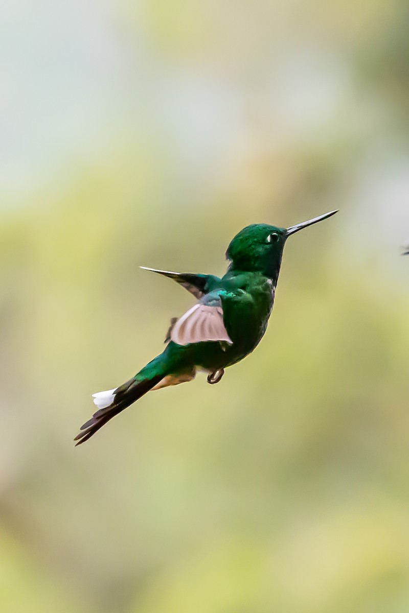 Rufous-vented Whitetip - ML636392528