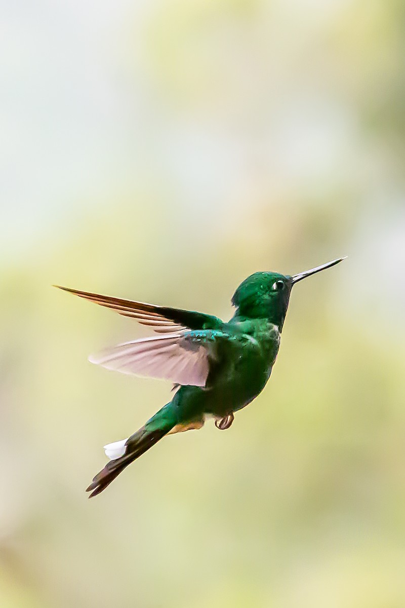Rufous-vented Whitetip - ML636392529