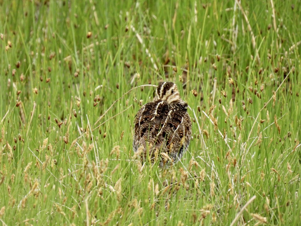 Wilson's Snipe - ML636392534