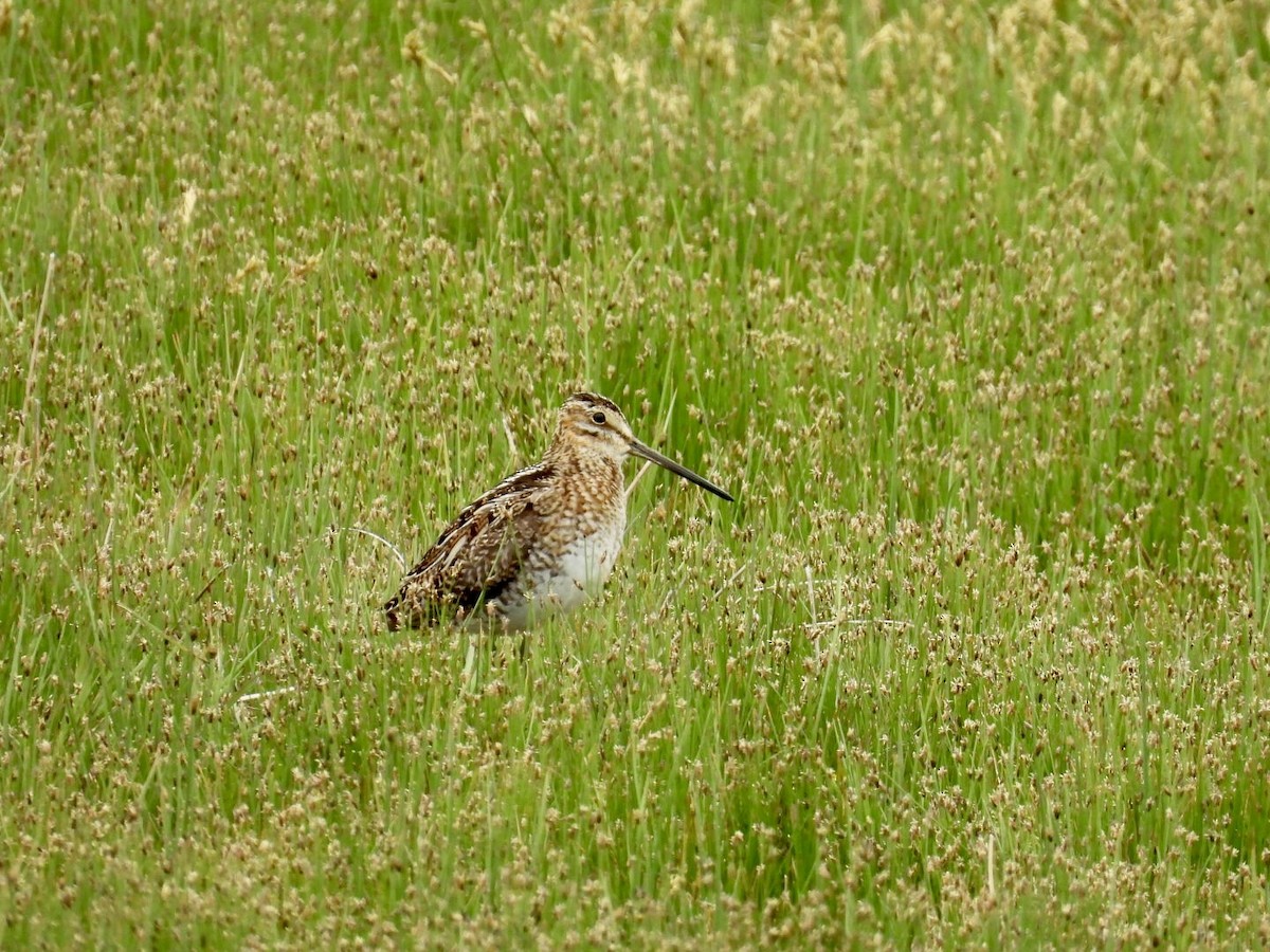 Wilson's Snipe - ML636392535