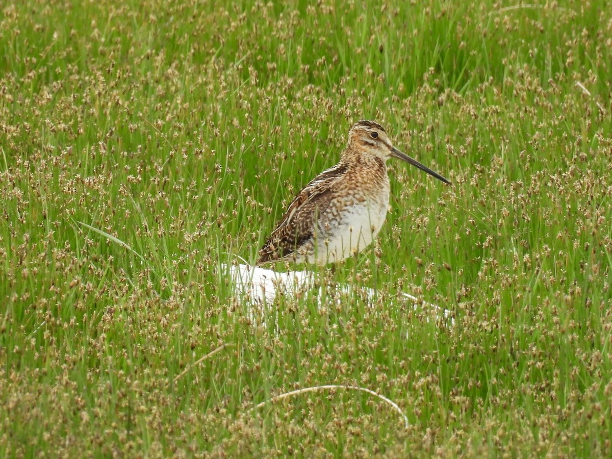Wilson's Snipe - ML636392536