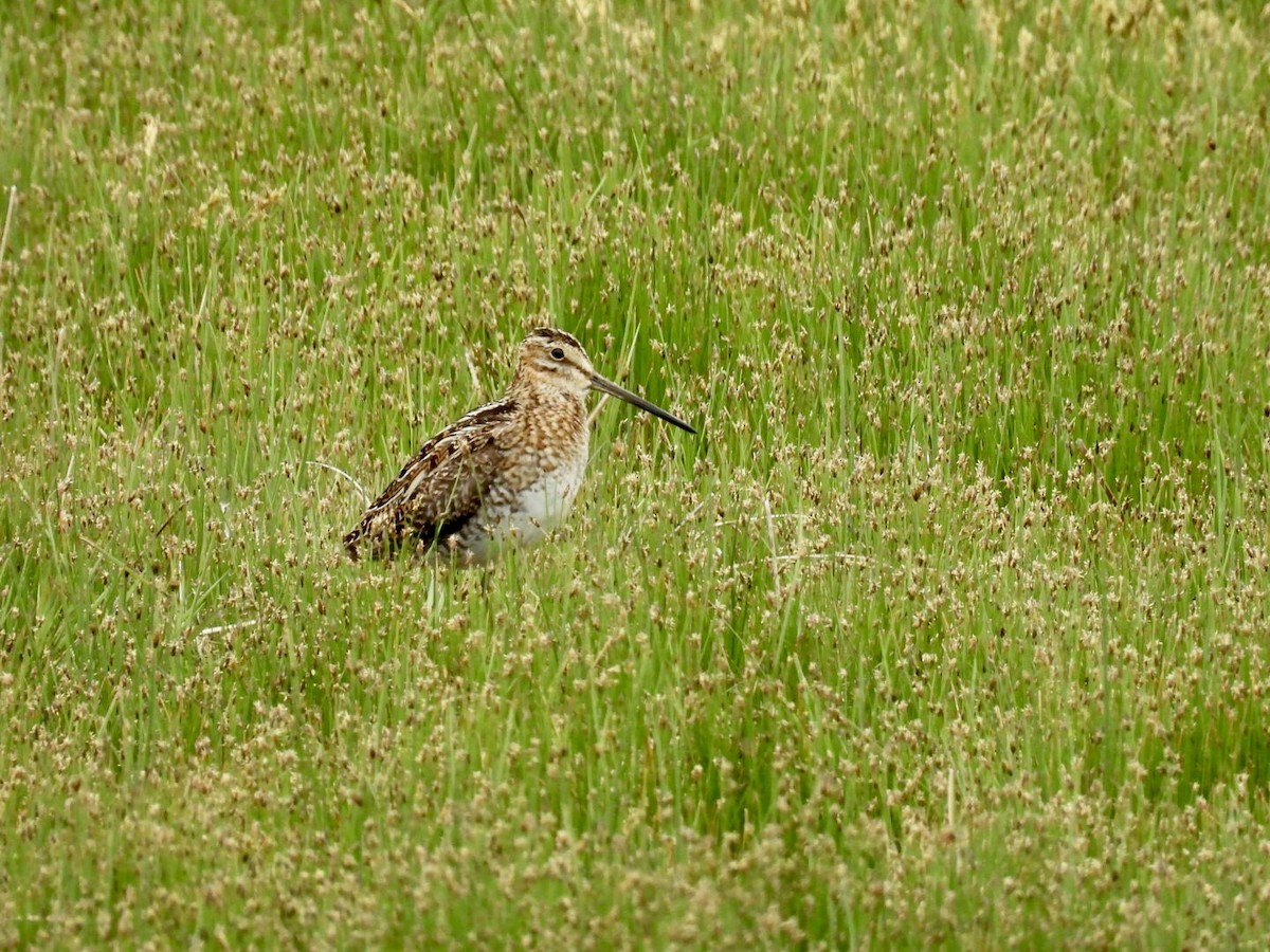 Wilson's Snipe - ML636392537