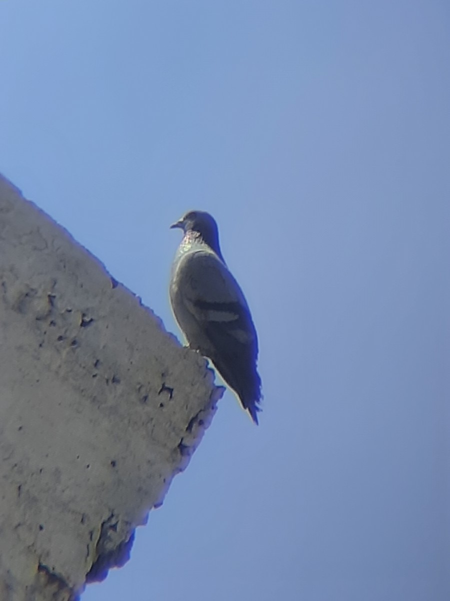 Pigeon des rochers - ML636392539
