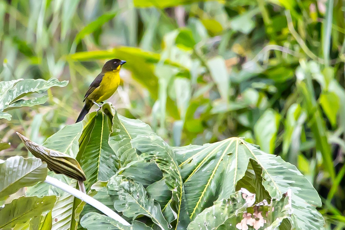 Dusky-headed Brushfinch - ML636392618