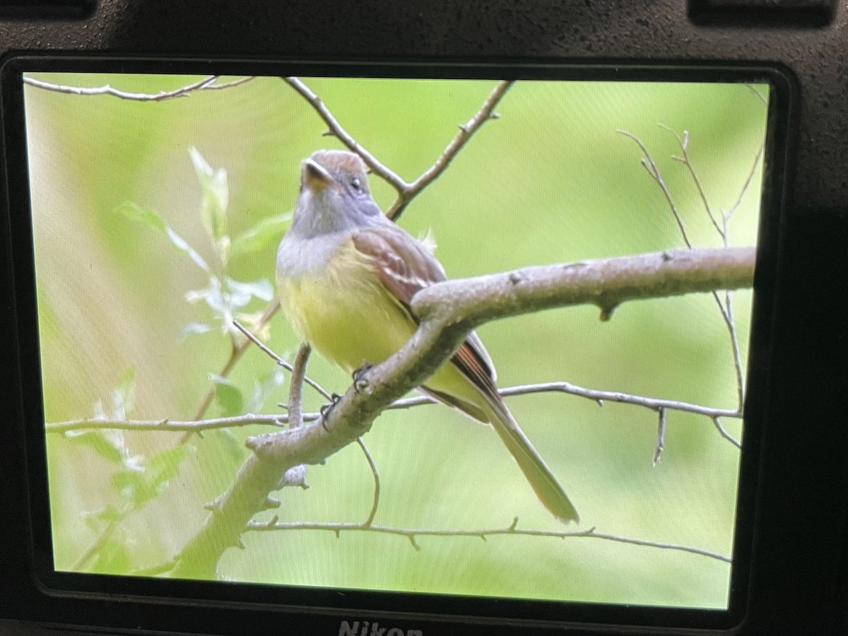 Great Crested Flycatcher - ML636392645
