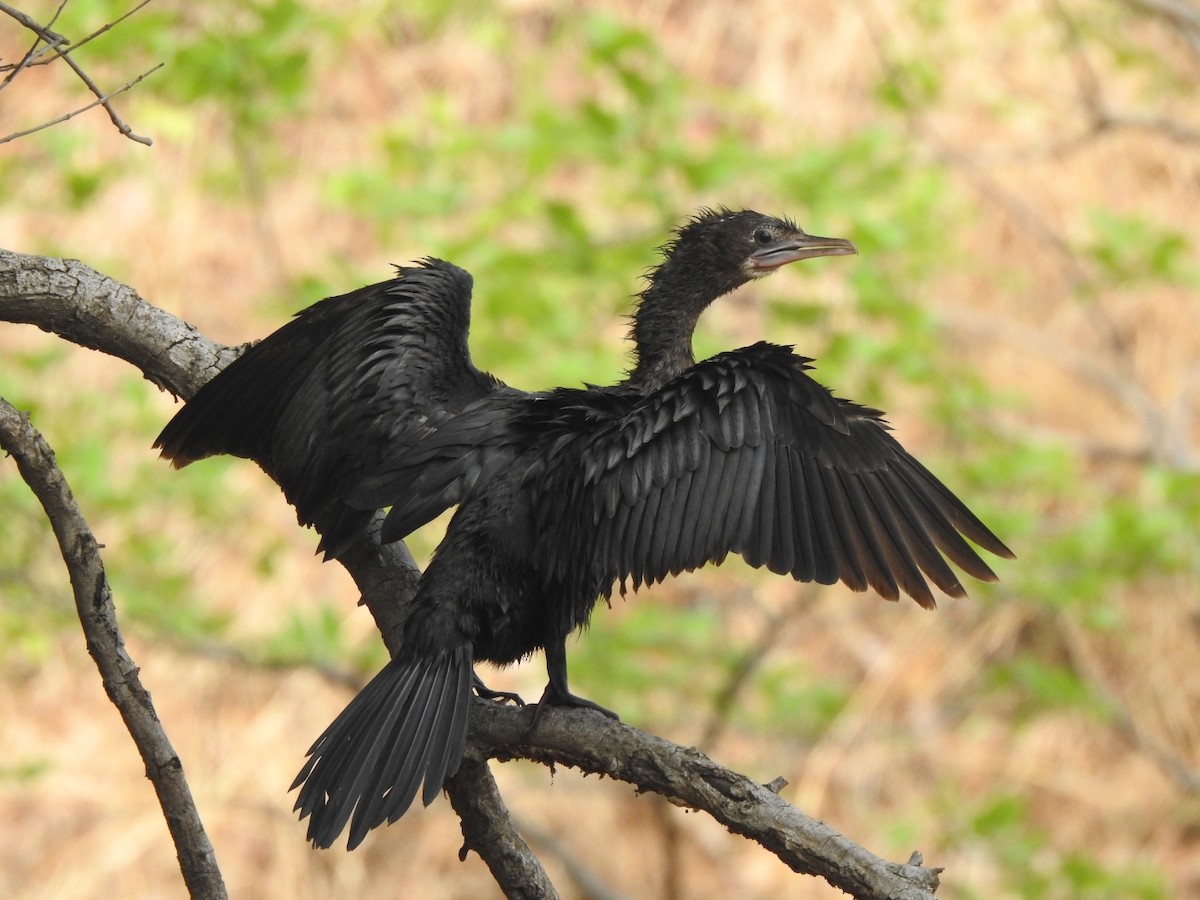 Little Cormorant - ML636392663