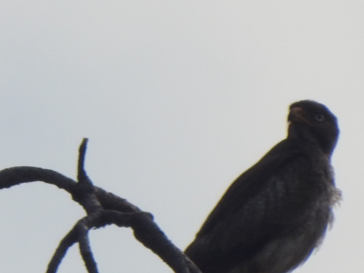 White-eyed Buzzard - ML636392683
