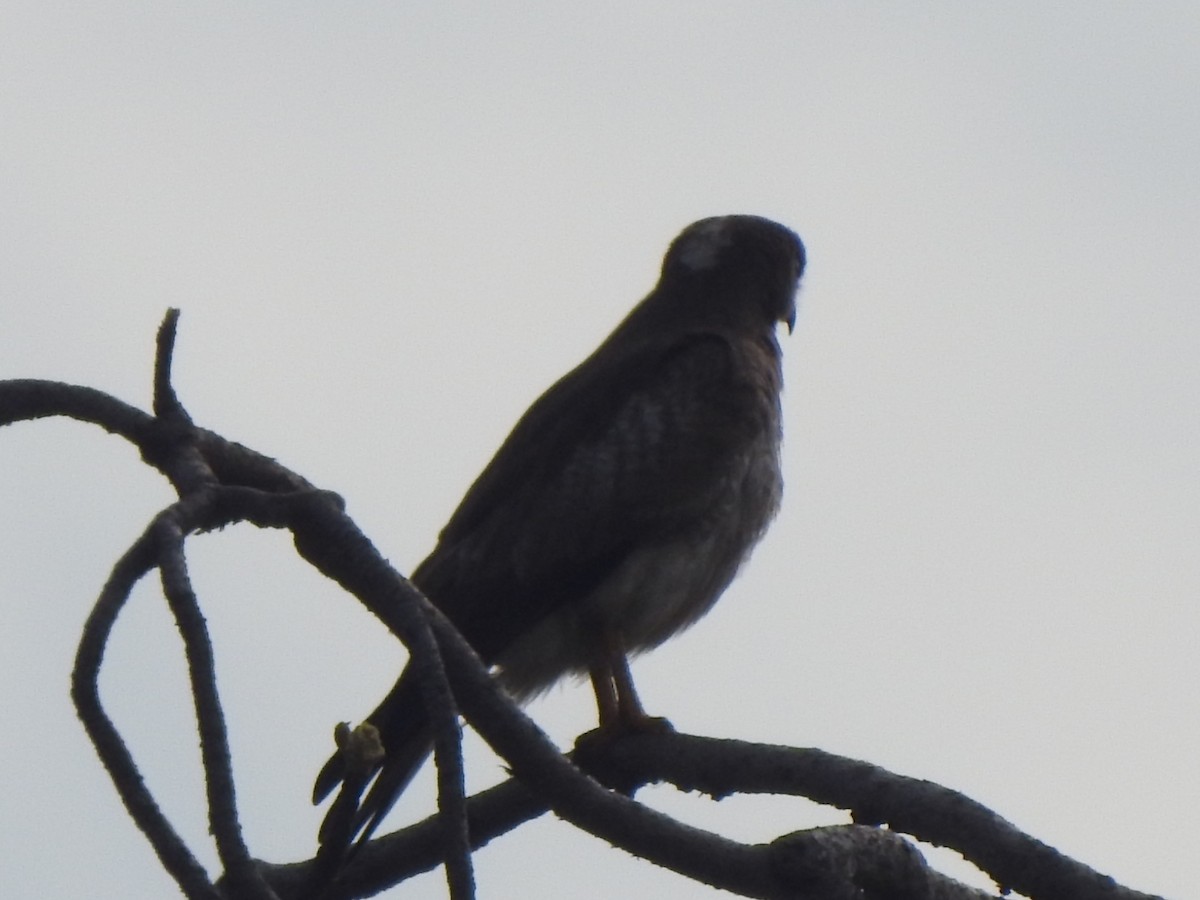 White-eyed Buzzard - ML636392684