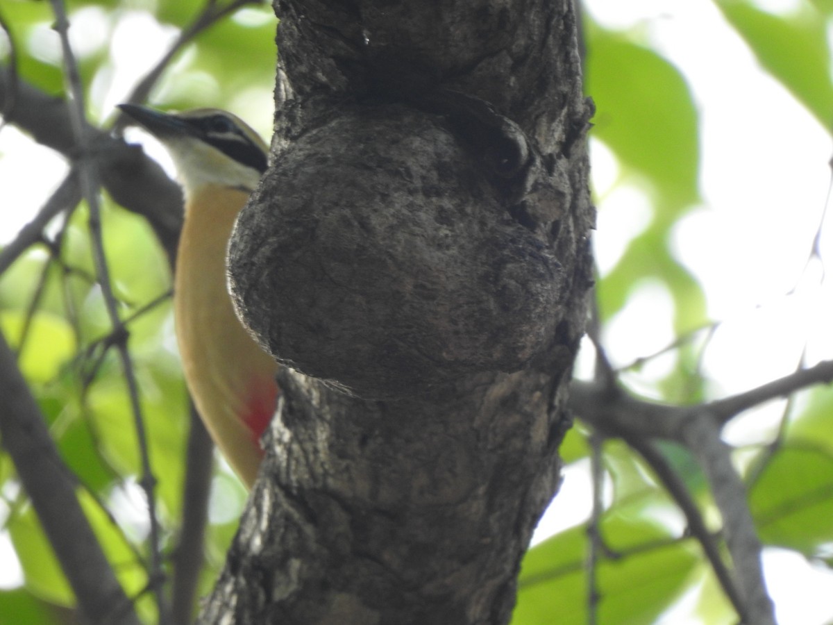 Indian Pitta - ML636392694