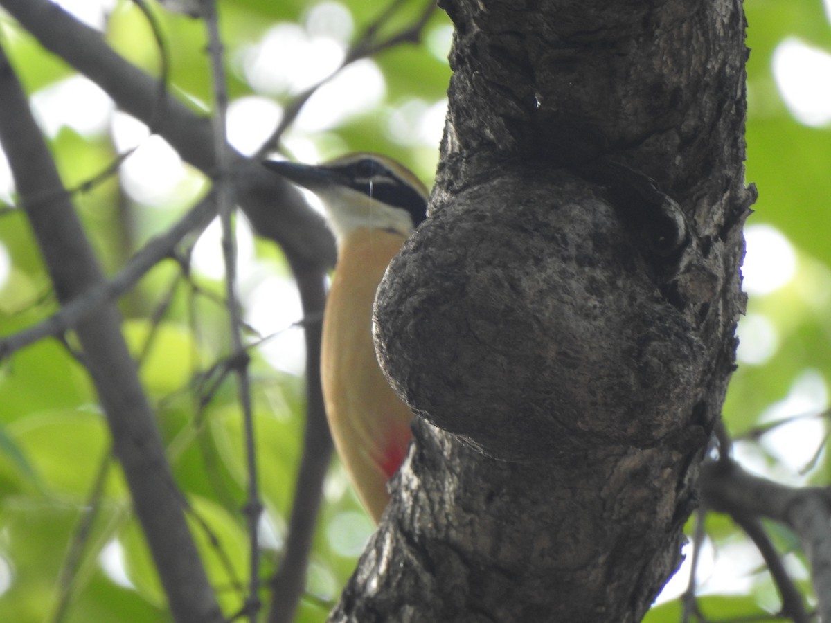 Indian Pitta - ML636392695