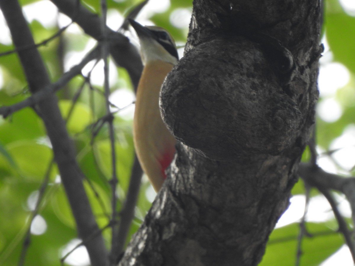 Indian Pitta - ML636392696