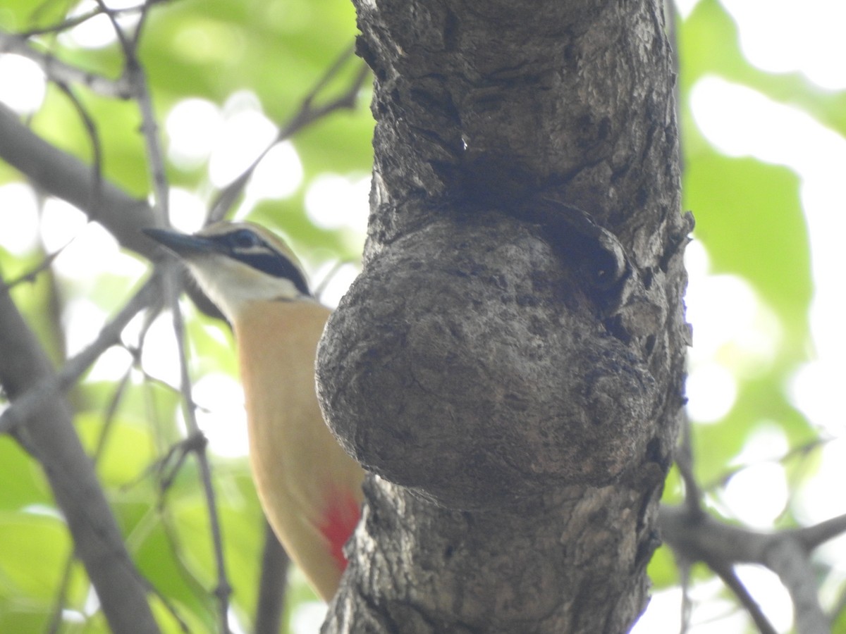 Indian Pitta - ML636392697