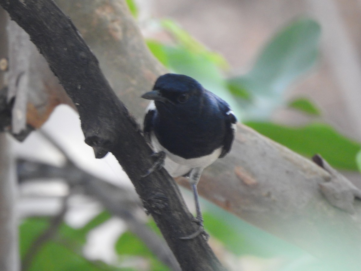 Oriental Magpie-Robin - ML636392706