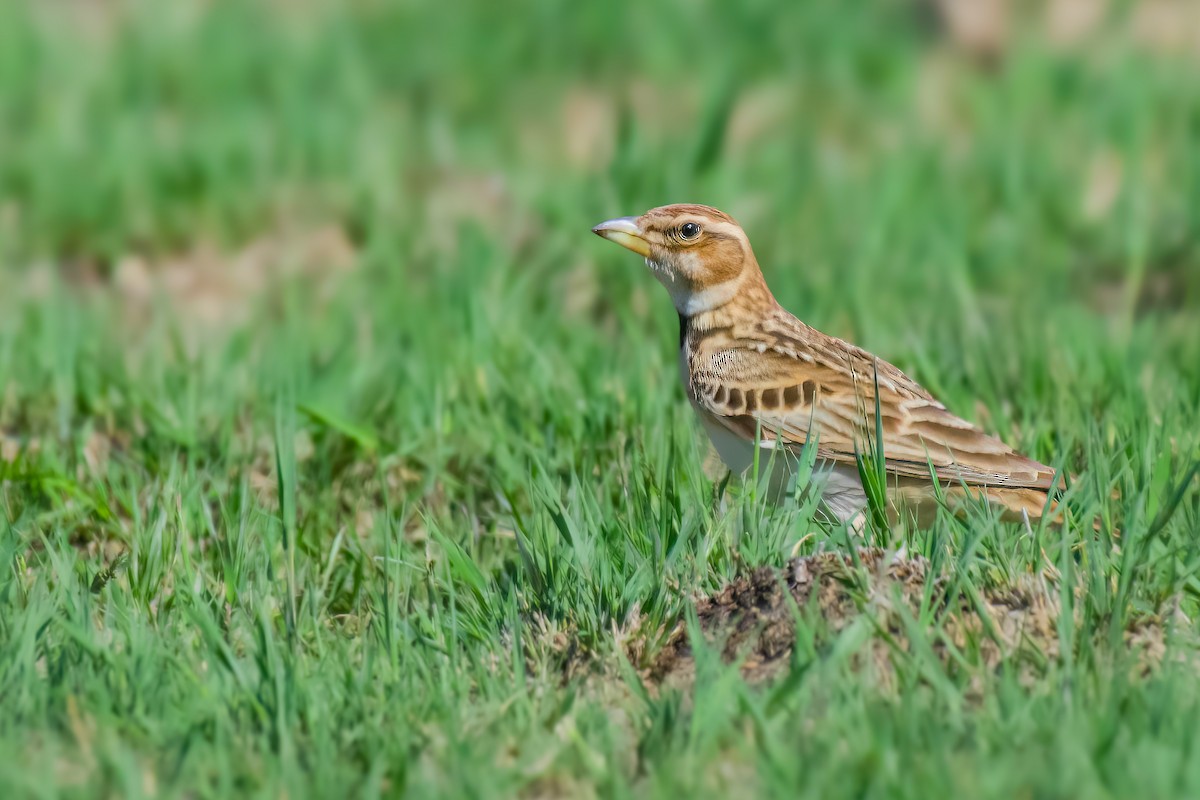 クビワコウテンシ - ML636392775