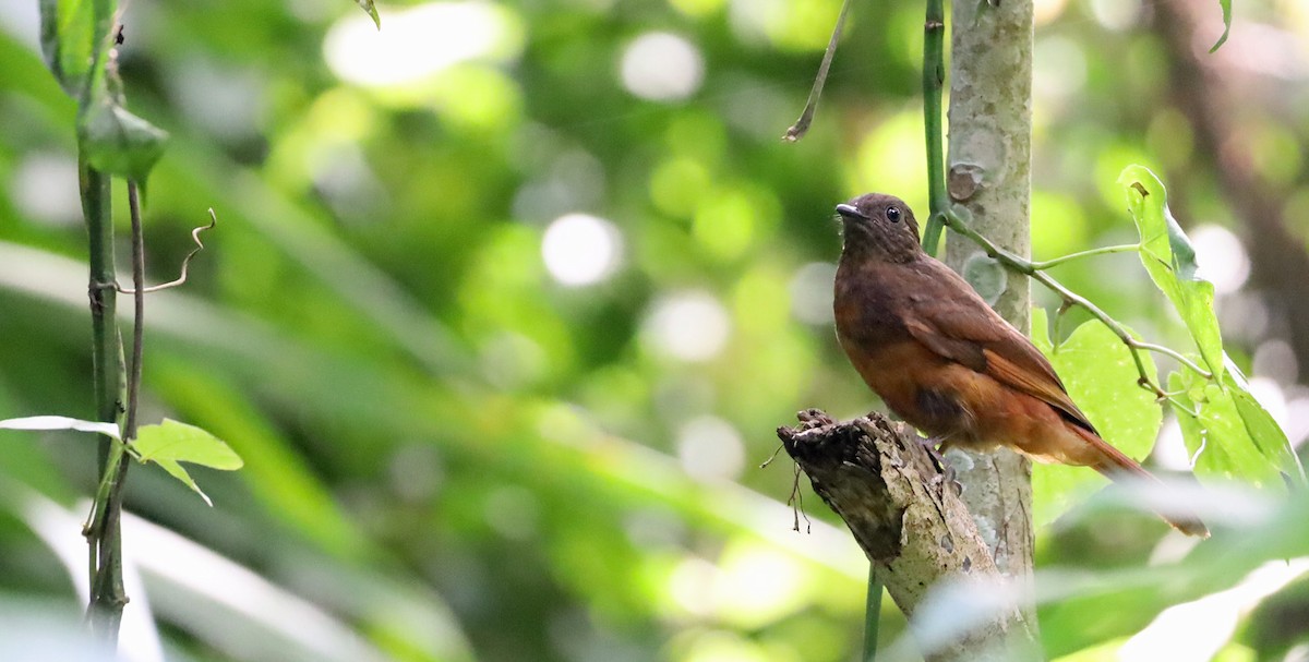 Rufous Flycatcher-Thrush - ML636392845