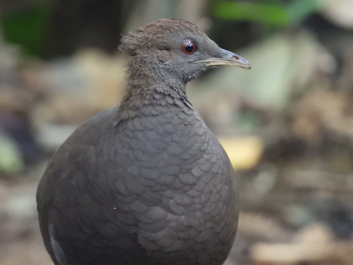 Cinereous Tinamou - ML636392970
