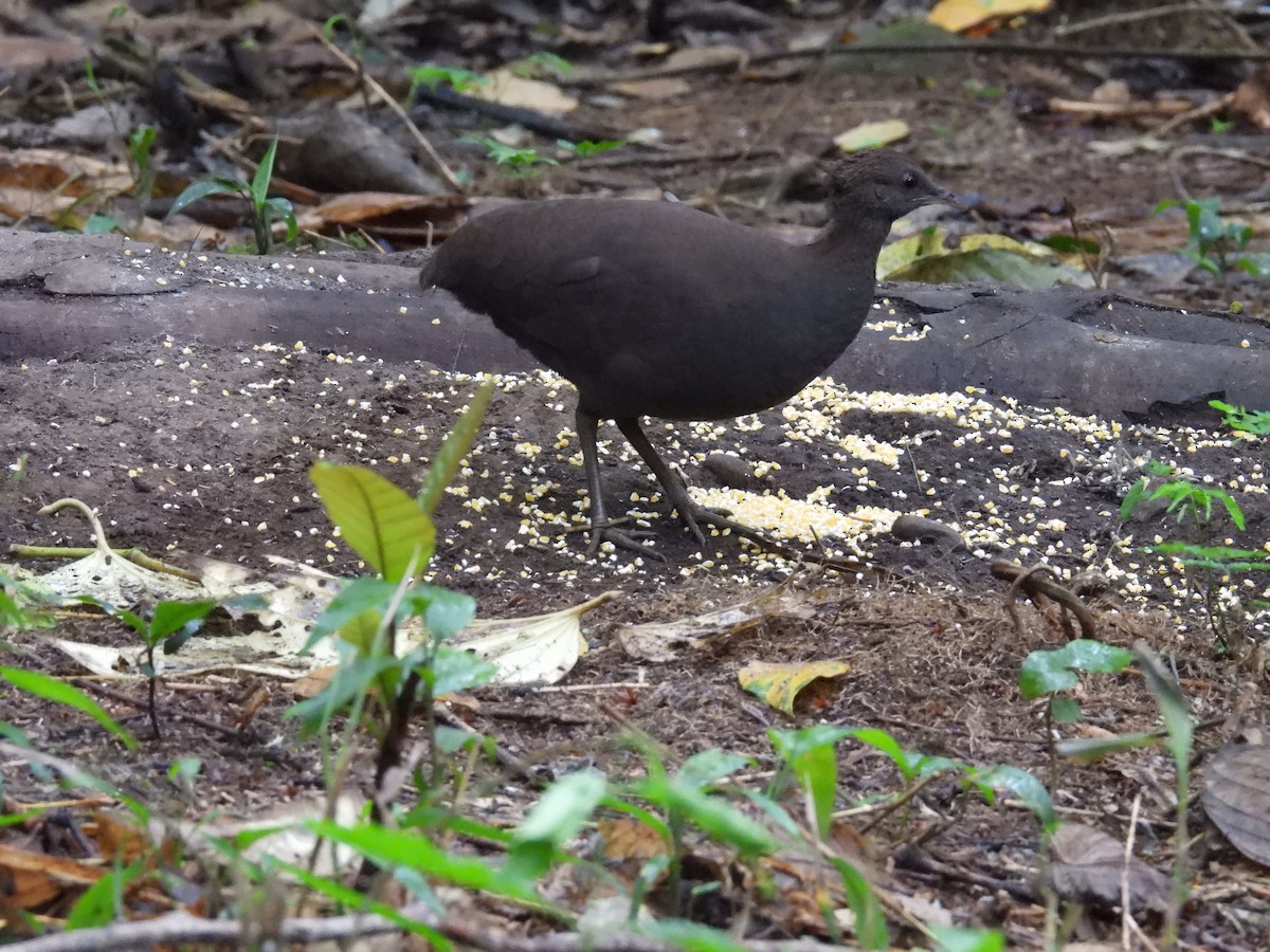 Cinereous Tinamou - ML636392971