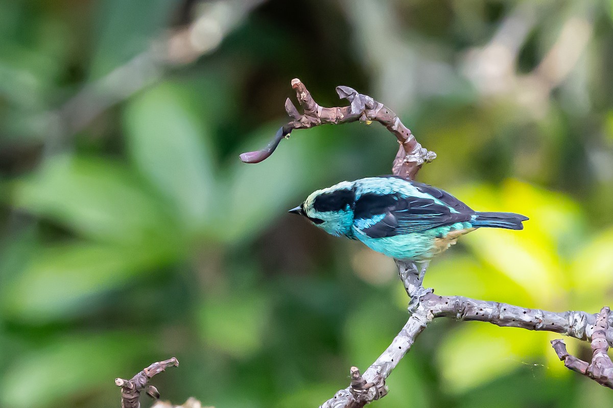 Metallic-green Tanager - ML636392992