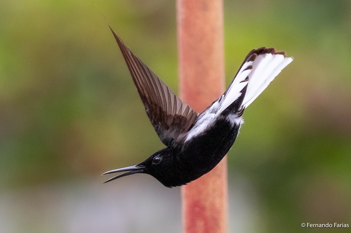 Black Jacobin - ML636393086