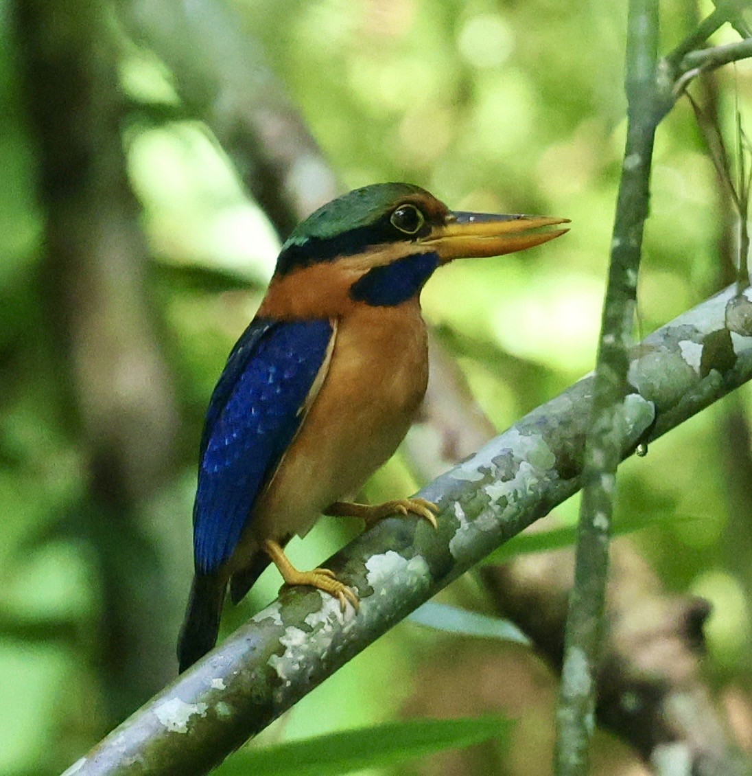 Rufous-collared Kingfisher - ML636393134