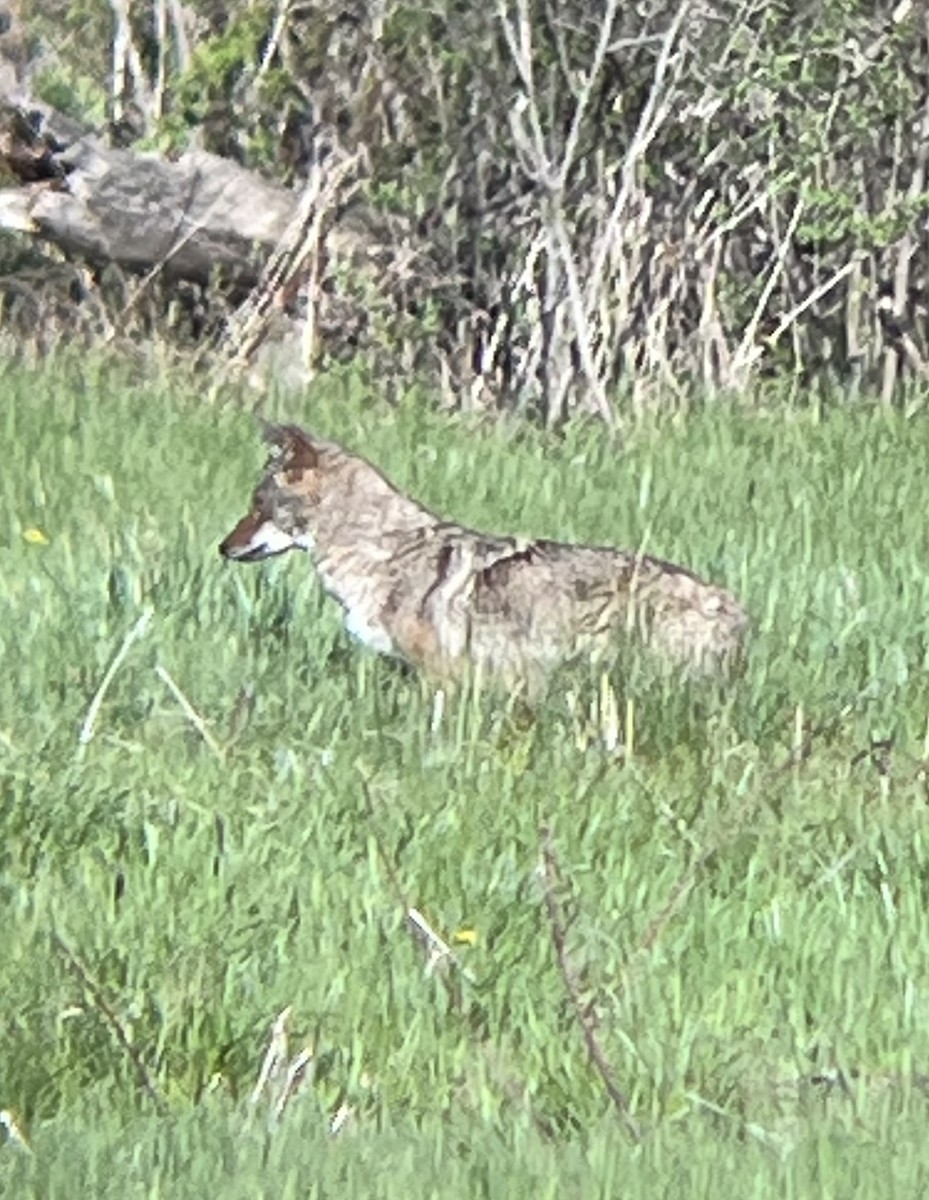 Coyote - ML636393155