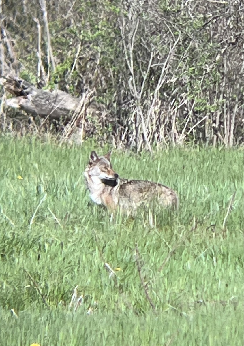 Coyote - ML636393156