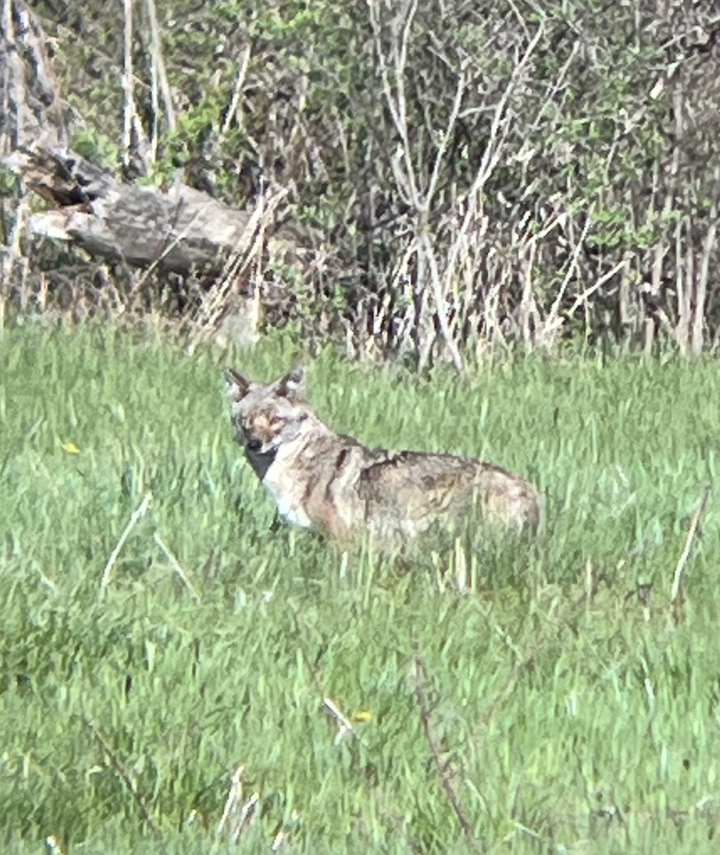 Coyote - ML636393157
