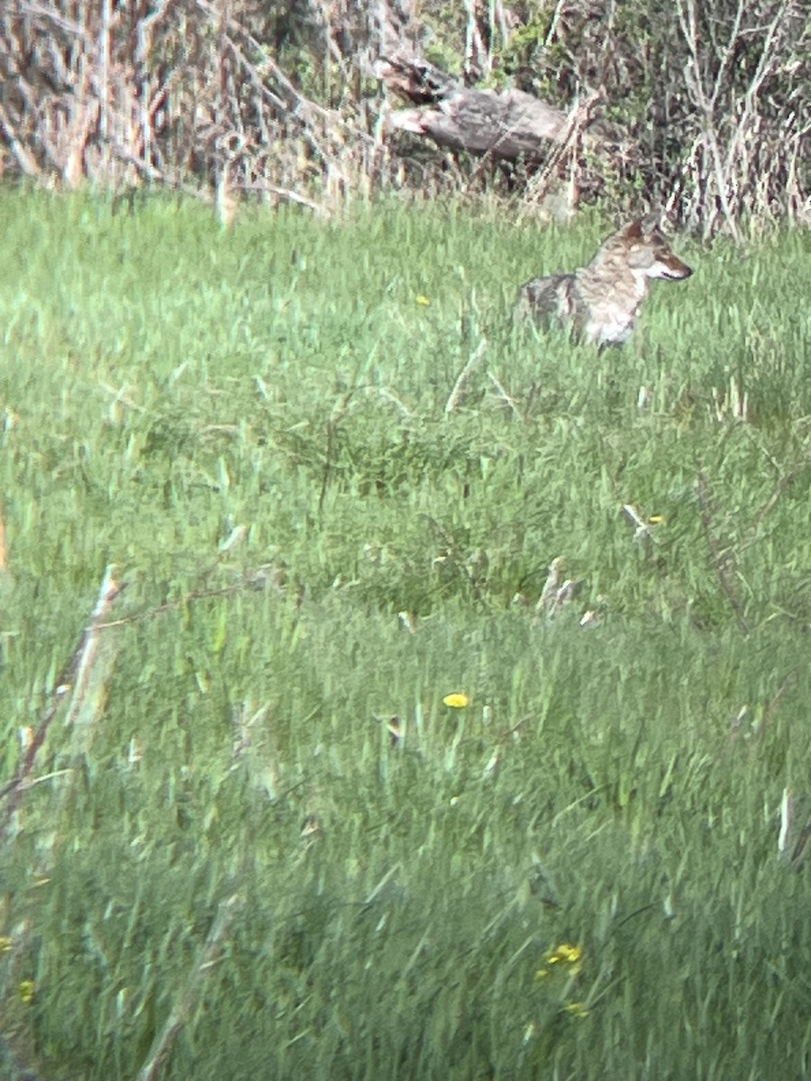 Coyote - ML636393158