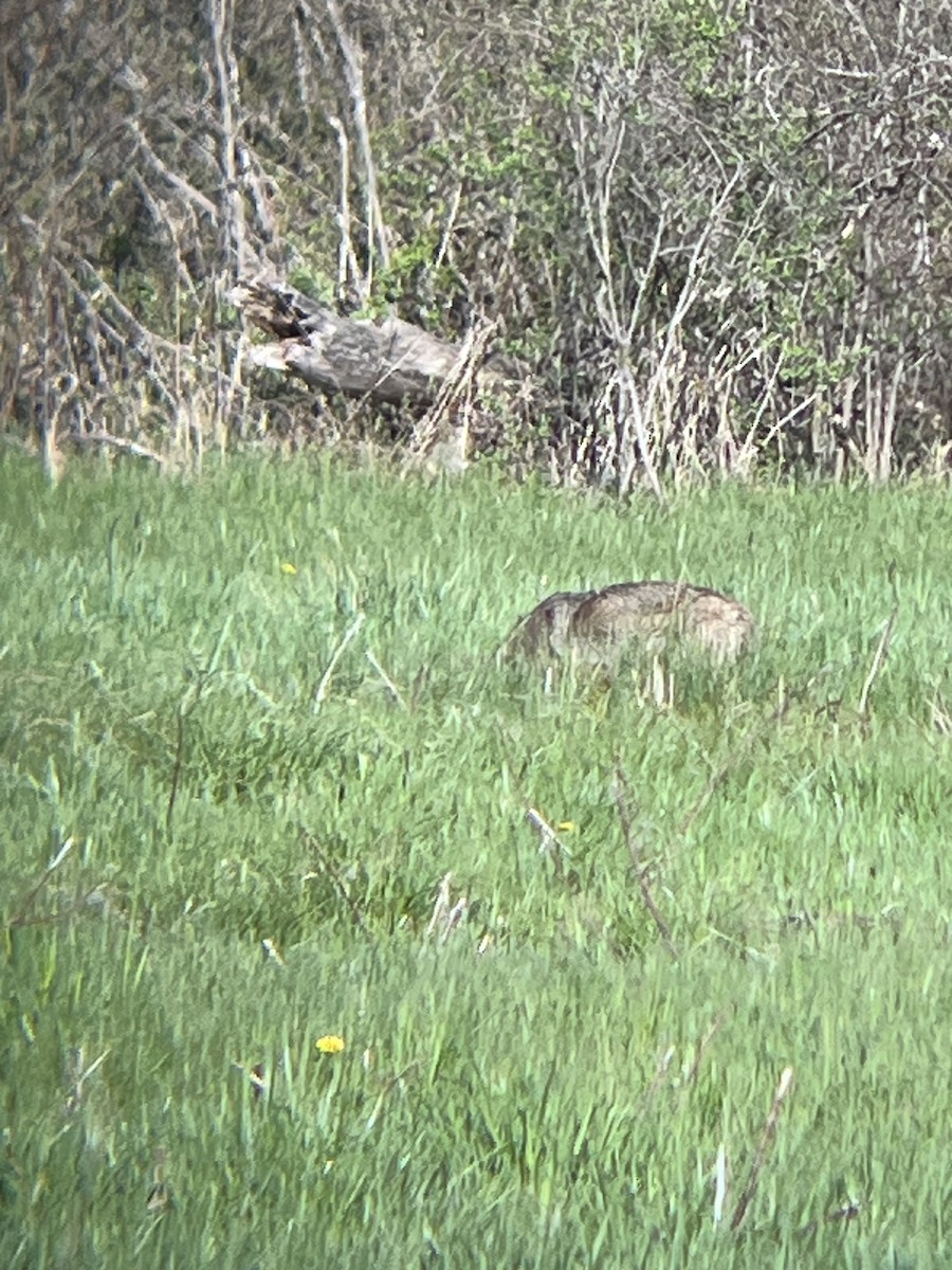 Coyote - ML636393159