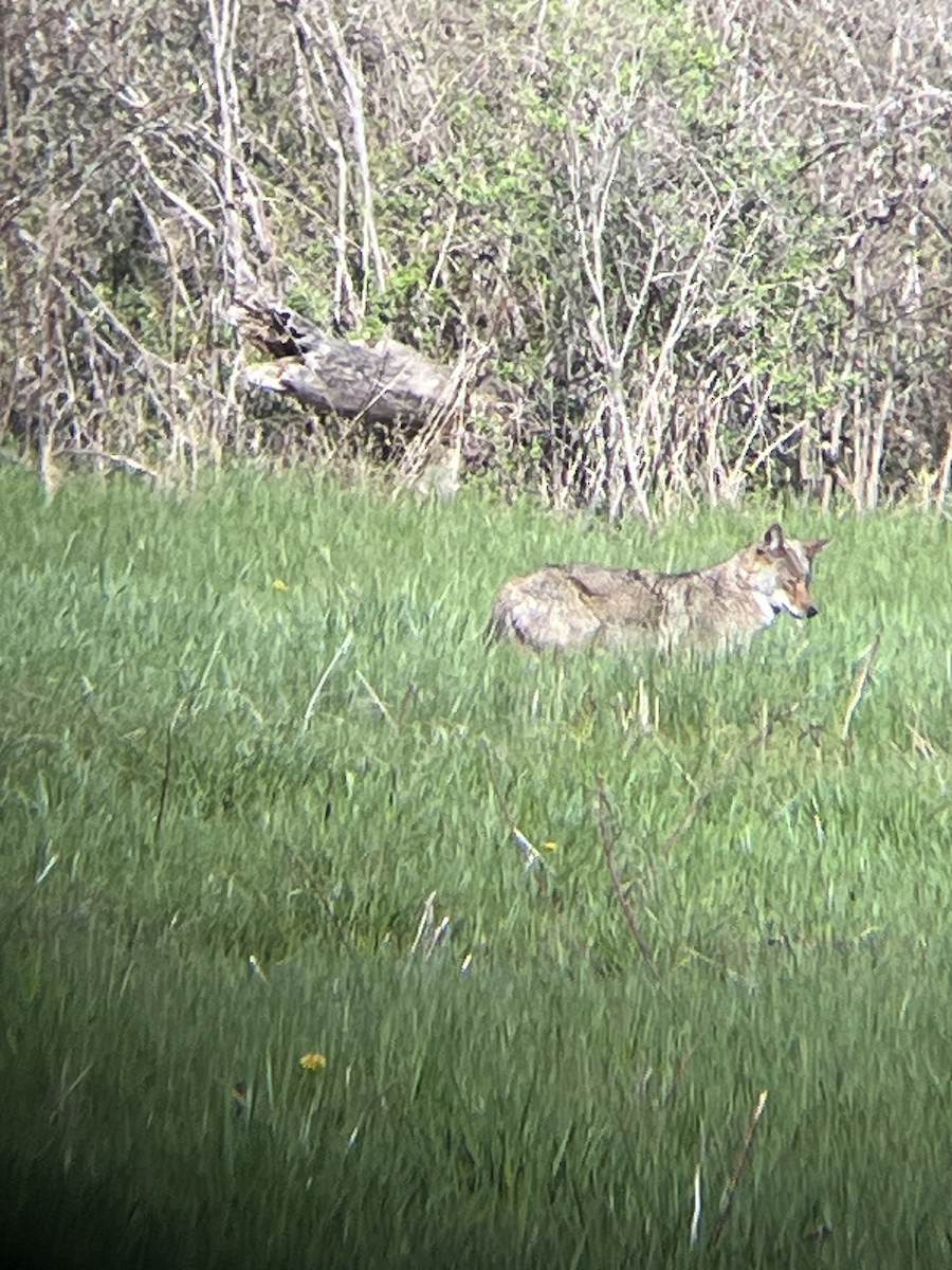 Coyote - ML636393160