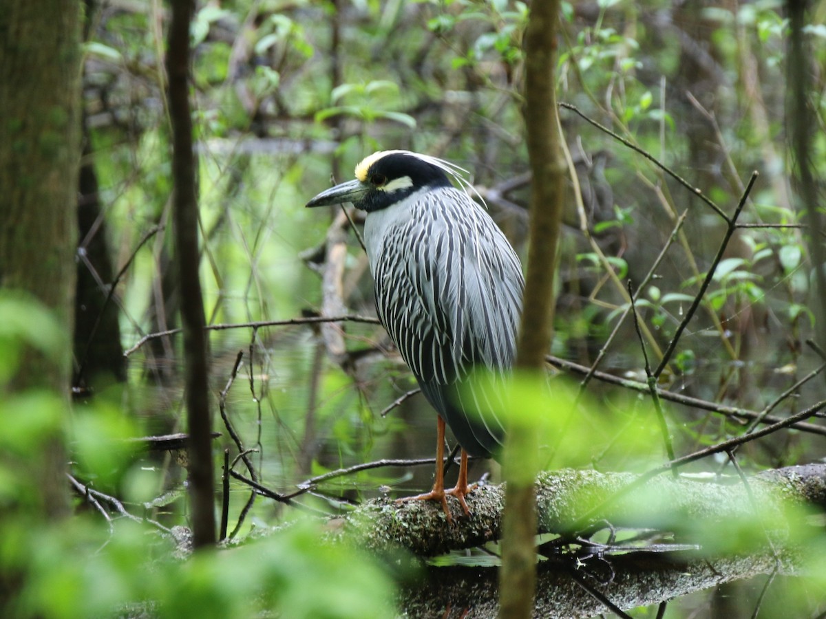 Yellow-crowned Night Heron - Phil Mills