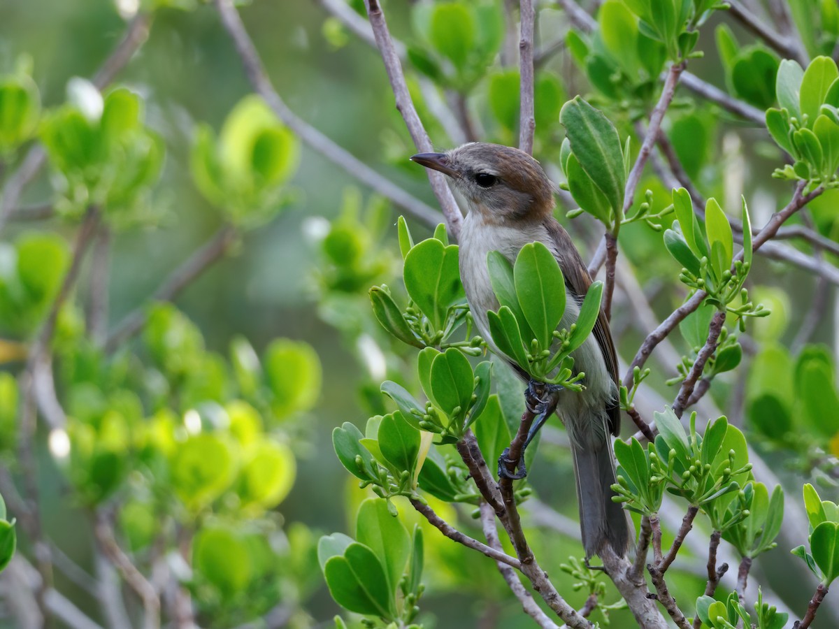 Gray Whistler (Brown) - ML636393248