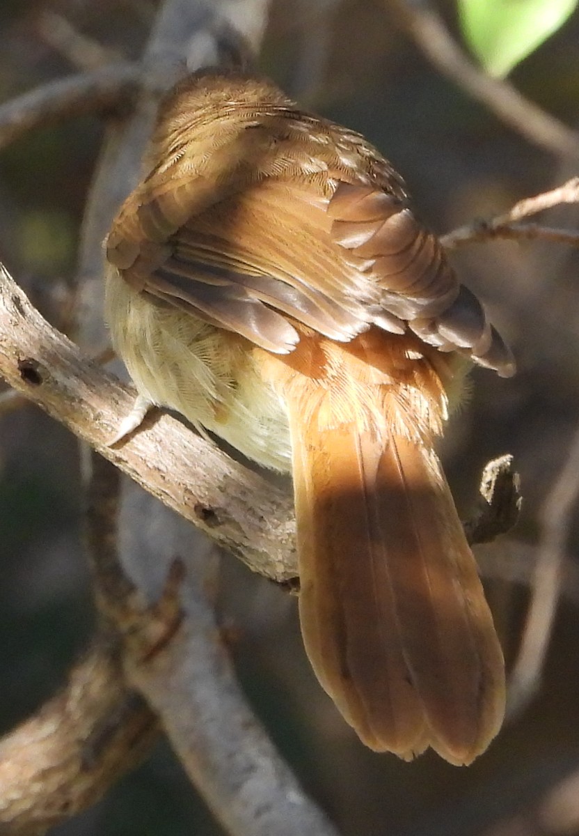 Terrestrial Brownbul - Timothy Whitehead