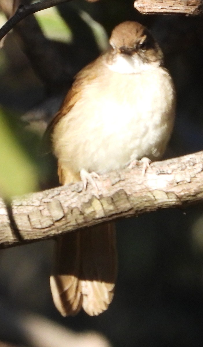 Terrestrial Brownbul - Timothy Whitehead
