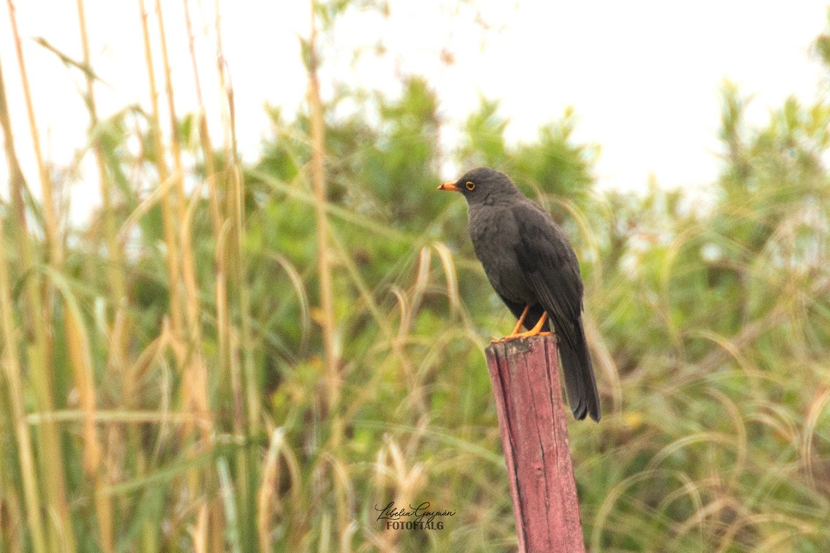Great Thrush - ML636393268