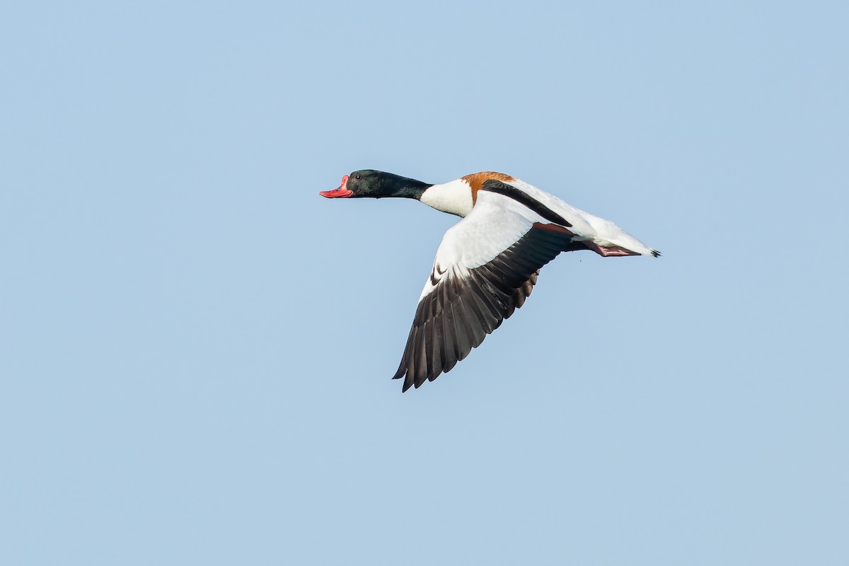 Common Shelduck - ML636393272