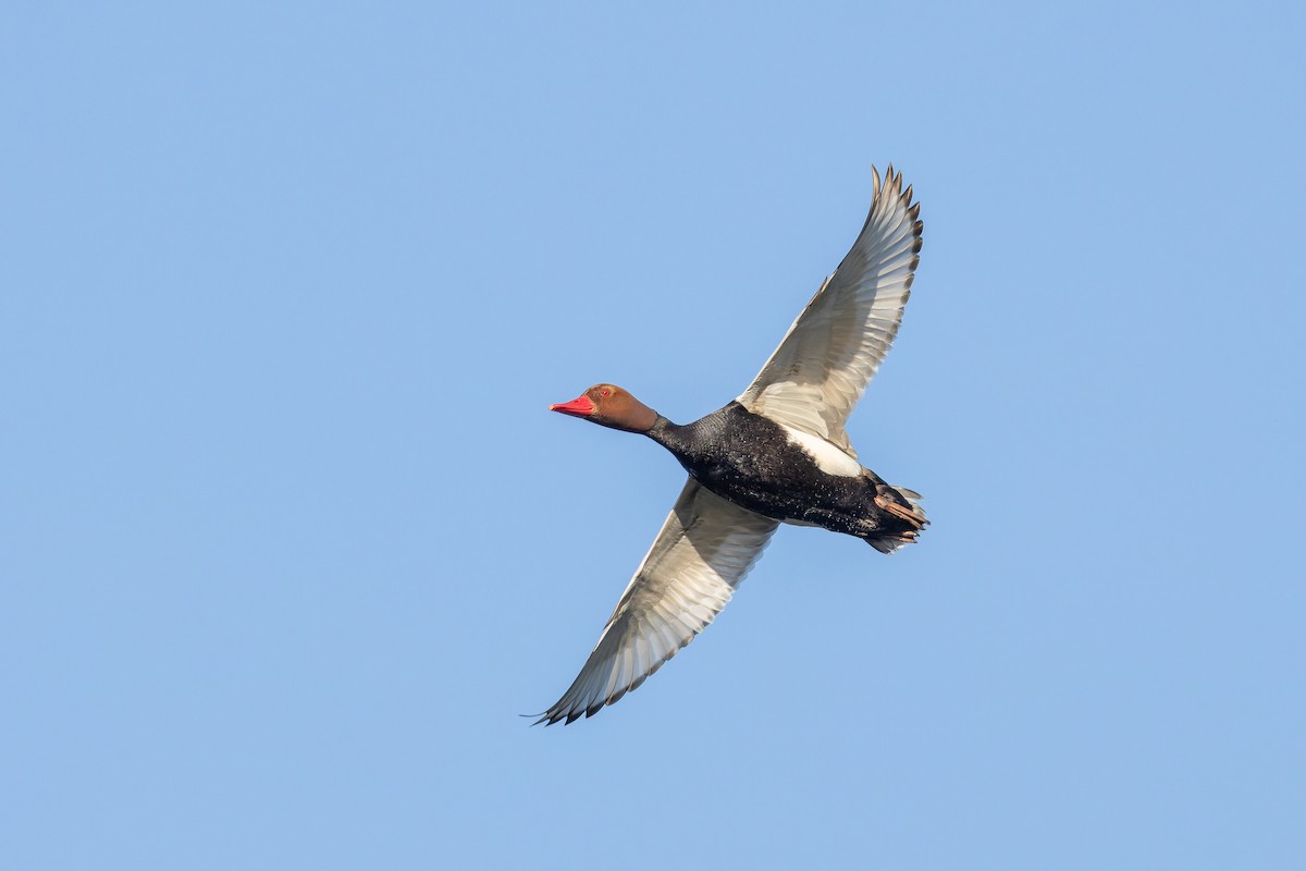 Red-crested Pochard - ML636393279