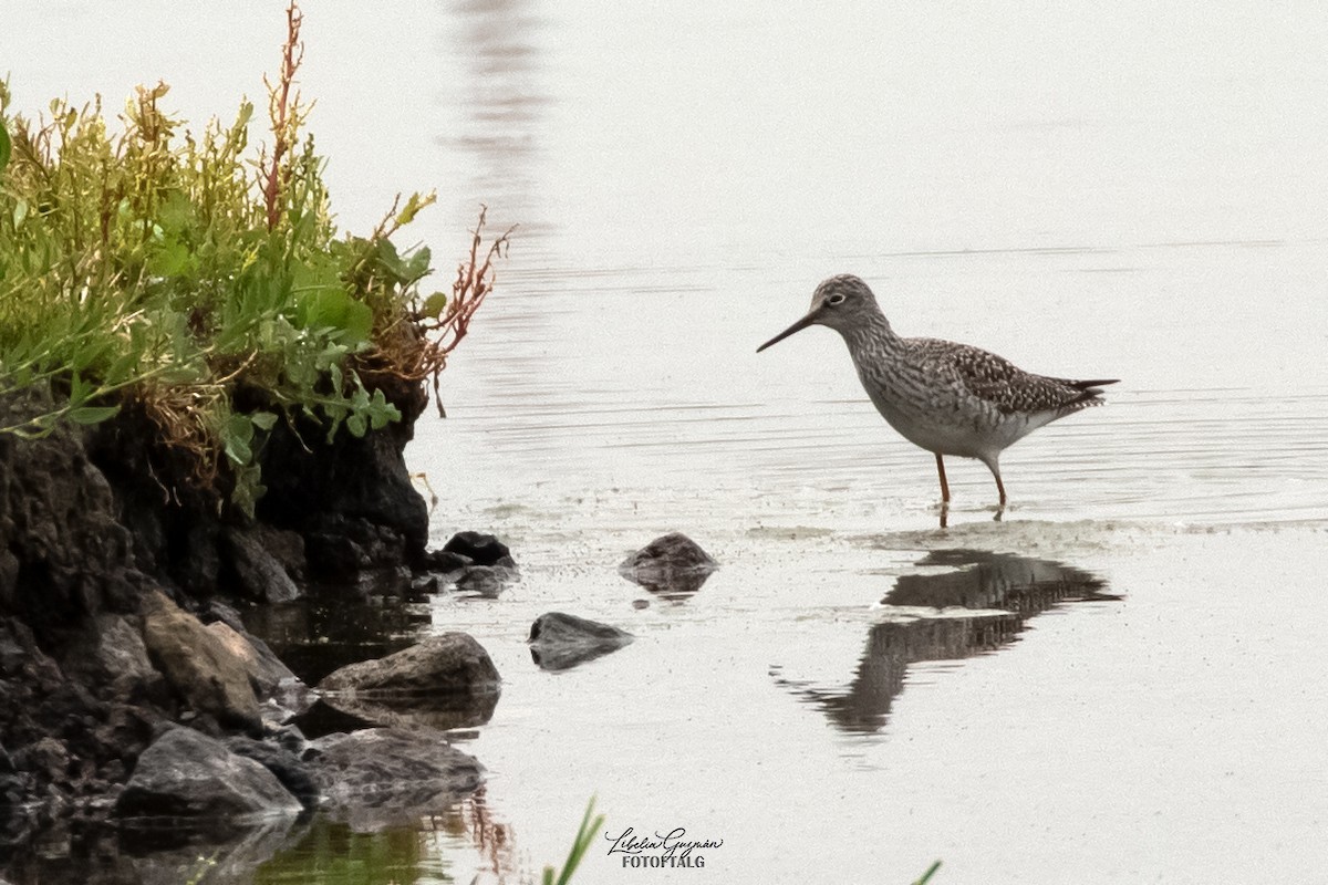 Greater Yellowlegs - ML636393281